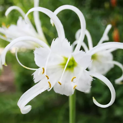 Peruvian Daffodil Or Spider Flower Bulbs - 2 Bulbs Per Pack - Ships From USA • $18.53