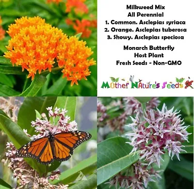MILKWEED BLEND All Perennial Orange Common Showy Monarchs USA Non-GMO 100 Seeds! • $4.48