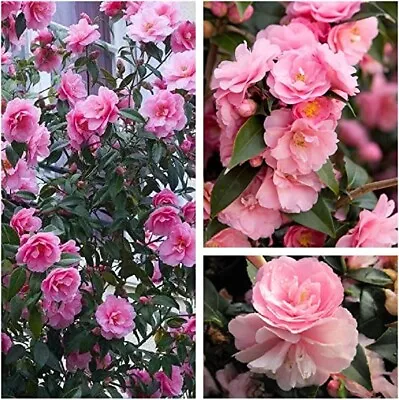 2 X Camellia 'Spring Festival' - Evergreen Shrubs Ready To Plant In 9cm Pots • £14.99