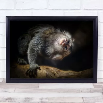 Monkey Marmoset Animals Nature Funny Cute Wall Art Print • $12.42