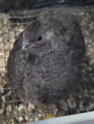 Black Coturnix Quail Hatching Eggs 12 Black Beauties + 2 Extra Eggs  • $35