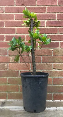 Holm Oak  - Quercus Ilex Outdoor Bonsai Tree Raw Material. • £30