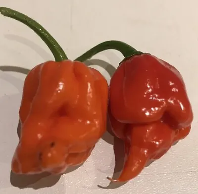 Hot Pepper Chilli Seeds X3  - Bhut Jolokia Indian- Sow Jan Onwards London Grown • £4.99