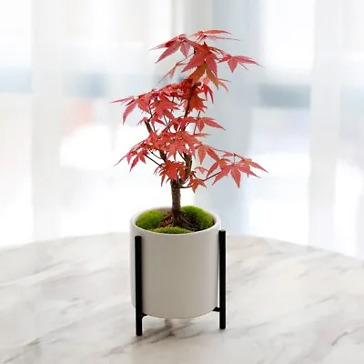 $6.99 • Buy 15  Japanese Maple Tree Seeds Acer Palmatum . USPS Order Tracking