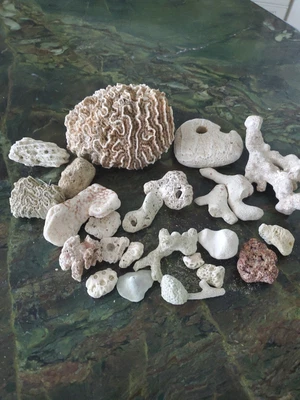$22 • Buy Lot Of Natural Fossil Brain Coral Sea Ocean Specimen Aquarium Display