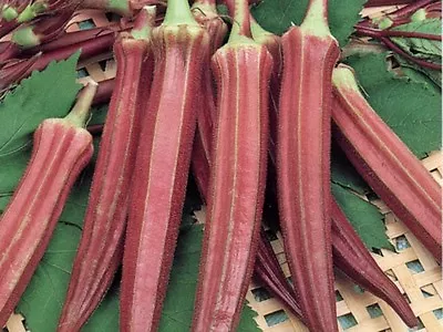 RED BURGUNDY OKRA - 50 Seeds • $3.20