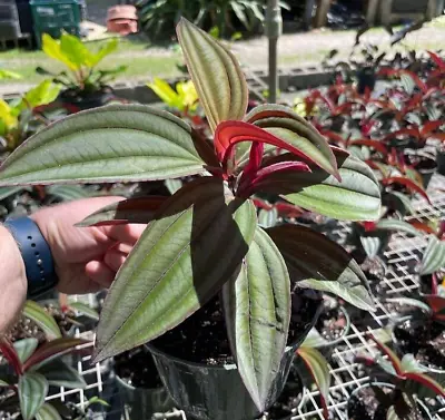 Medinilla Gregori Hambali Grown In A 6  Pot • $34