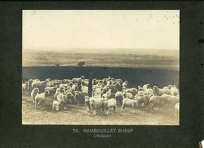 Uruguay Photograph Rambouillet Sheep C1900 J Fitz-Patrick  • $74.99