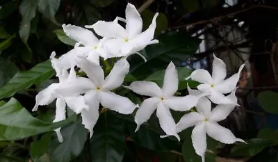 Tabernaemontana Divaricata 50 - 100 Seeds Crape Jasmine East India Rosebay • £12.66