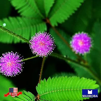 40+ Mimosa Seeds - Sensitive Plant Non-GMO BOGO 50% OFF • $2.99