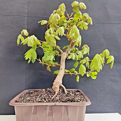 EXQUISITE ACER FIELD MAPLE PRE-BONSAI 10  H X 9  Spr X¾   Tr. YAMADORI. FORMAL • £38.50