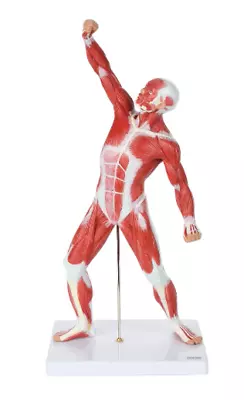 Ultrassist Human Anatomy Muscle Model 20” Miniature Muscular System Model • $146.62