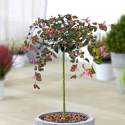 Loropetalum Chinense Fire Dance Tree | Evergreen Patio Trees For Small Gardens • £32.99