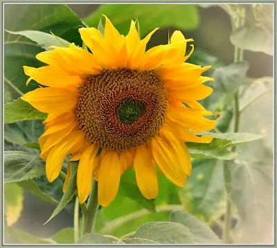 Giant Sunflower Seeds Helianthus Single Yellow 50 To 10000 Tall Easy UK • £1.75