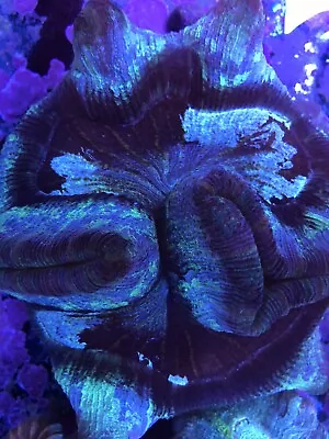 Trachyphyllia Open Brain INDO ULTRA SPLATTER Coral  Live Coral 6-7” SecretTank X • $325