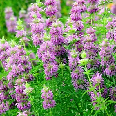 301+LEMON MINT Flower Seeds Perennial Native Wildflower Herb Garden Container • $3.25