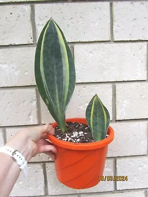 Sansevieria Masoniana Congo Variegated Plant In 180mm Pot. • $70