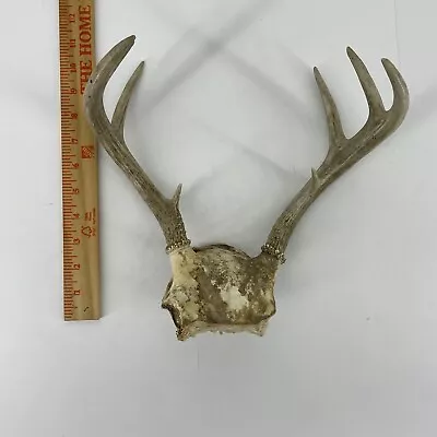 Coues Whitetail Antlers - VTG. Arizona Buck • $29.95