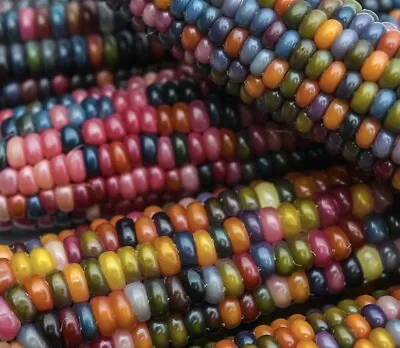25 Zea Mays Glass Gem Indian Popping Ornamental Corn Maize Seeds For Planting • $5