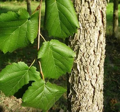 £45.99 • Buy Corylus Colurna / Turkish Hazel, Stately Tree Pot Grown, Peat Free 4-5ft
