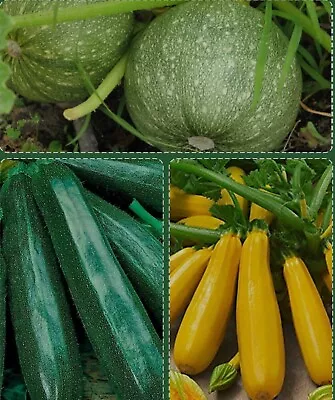 3xMix Courgette Plug Plants 3 Varieties. 1xDiNizza 1xBlack Beauty 1x Gold Rush • £9.55