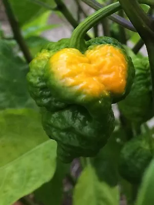 10+ Yellow Trinidad Moruga Scorpion Pepper Seeds - Hot Organic Chile Chili • $6.99