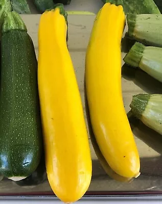 10 Heirloom GOLDEN ZUCCHINI Seeds Prolific Mild Flavour Easy To Grow Spr- Sum • $5