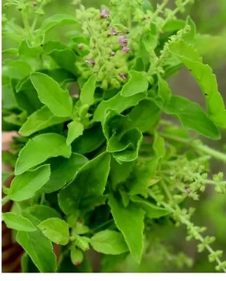 200+ Tulsi Seeds (Ocimum Tenuiflorum) Organic Tulasi Medicinal Holy Basil Herb • $3.34