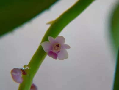 Smitinandia Micrantha Small Orchid Mounted • $31.45