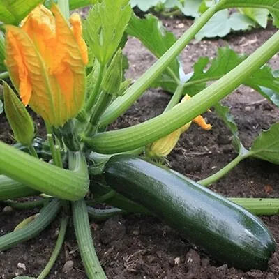 COURGETTE 'Black Beauty' *Pot Plant Seeds *DIY Garden Harvest Veg Salad Herbs ++ • £3.59