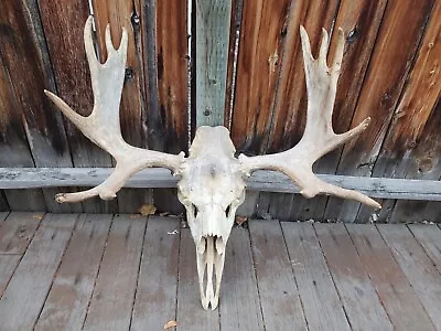 Shiras Moose European Mount • $750