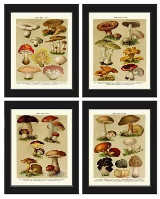 Vintage Mushrooms Botanical Prints Wall Art Set Of 4 Beautiful Antique Unframed • $33