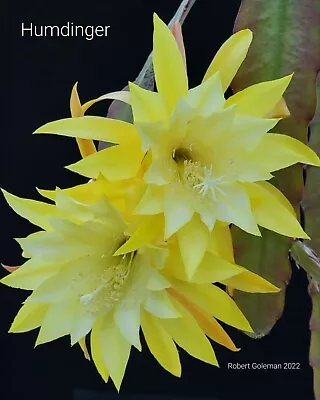 Epiphyllum Seeds ('Hum Dinger' X 'Golden Ice') Orchid Cactus Seeds • $8