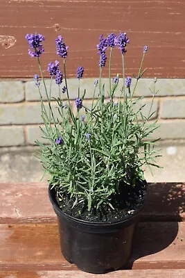 £14.99 • Buy (4) Jumbo Lavender Plants End Of Season Sale (collection Near Junction 35 M1)