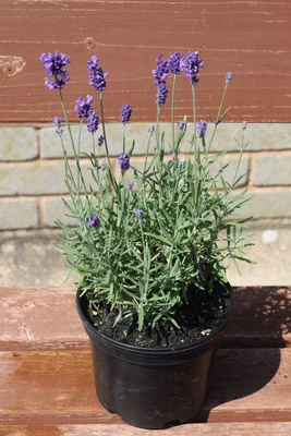 £14.99 • Buy (4) Jumbo Lavender Plants End Of Season Sale (collection Near Junction 35 M1)