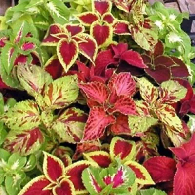 Coleus Blumei 'Improved Rainbow Mix' Approx 1200 Seeds • £2.99