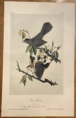 John James Audubon CAT BIRD Lith. Printed & Col. By J.T. Bowen 1839 • $150