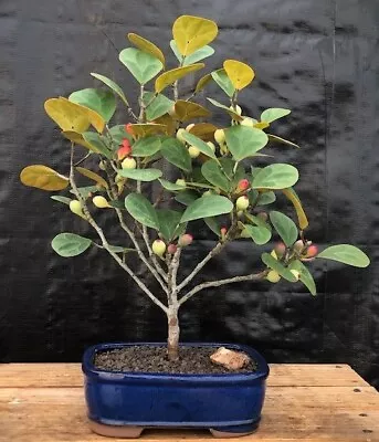 Mistletoe Ficus Fig Bonsai Tree  Indoor 8 Years Old Plant • $86.99