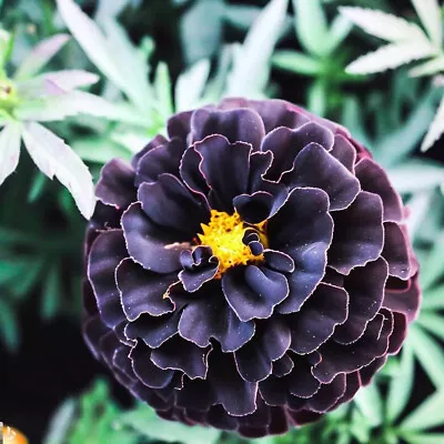 25+ Hybrid Black Marigold Seeds For Garden Planting - USA - FREE SHIPPING! • $4.93