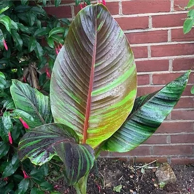 Musa Sikkimensis Bengal Tiger Plug Plant Banana Unusual Exotic Garden Perennial • £6.99