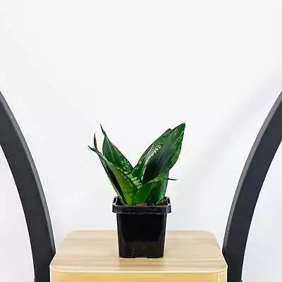 Sansevieria Whitney Hahnii | Sansevieria Trifasciata 'Dwarf Whitney' • $12.95