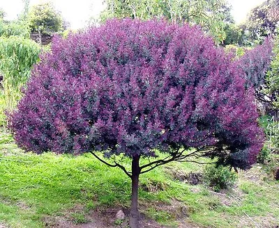 Cootamundra Tree Acacia Baileyana Purpurea @J@ Rare Flowering Purple 100 Seeds • £19.27