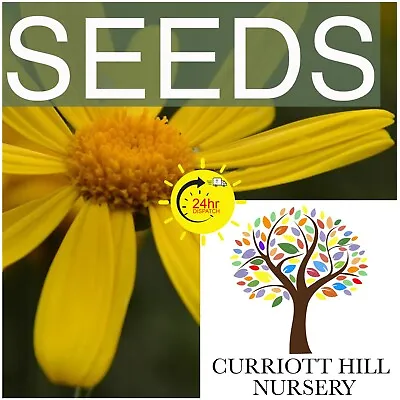 £1.80 • Buy 🇬🇧 Herb Seeds: Chives, Sage, Mint, Lemon Balm Viable Seed, Kitchen Garden Seed