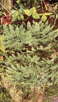 Maidenhair Fern (Adiantum Pedatum) --POSTCARD • $3.99