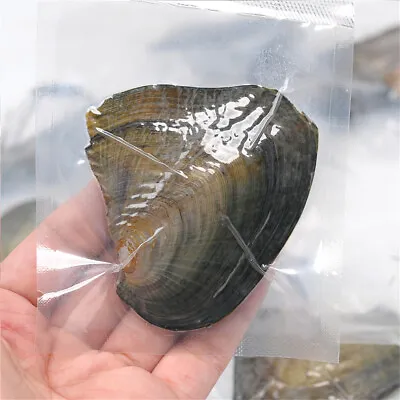 2pcs Natural Oyster Pearl Oysters With Pearls Inside Bulk Real Holiday Gift • $16.86