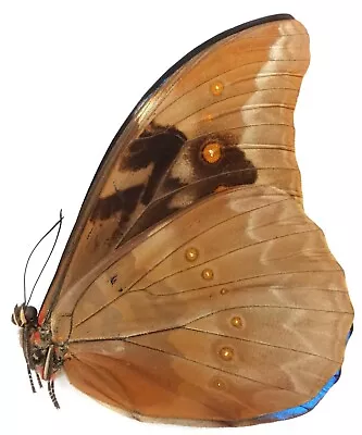 Morpho Anaxibia Male From Santa Catarina Brazil • $8