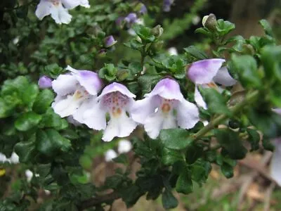 Prostanthera Cuneata Alpine Mint Bush 9cm Pot Max Postage Charge £5.90 See Descr • £5.99