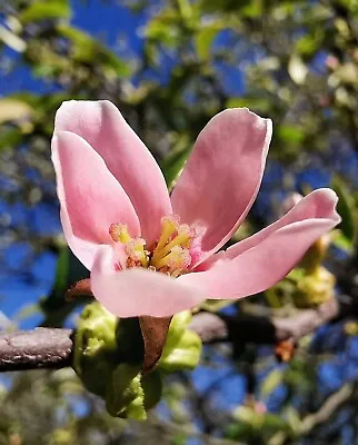 PSEUDOCYDONIA SINENSIS Chinese Quince Edible Fruit Flowering Tree 30cm+ Tall • £10.90