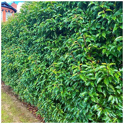 10 Portuguese Laurel Hedging Prunus Lusitanica 25-30cm Evergreen Hedging Plants • £26.99