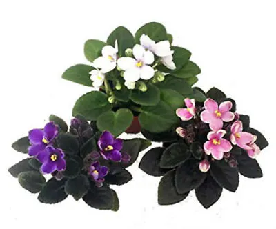 3 Plants Miniature African Violet 2  Terrariums/Fairy Live Plant Indoor Outdoor • $43.11